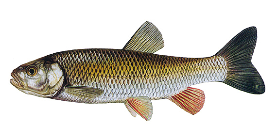 Obrázek – Jelec tloušť